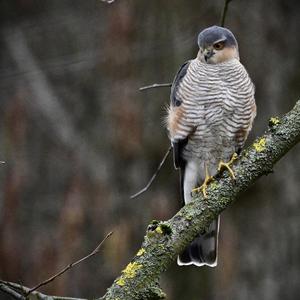 Eurasian Sparrowhawk