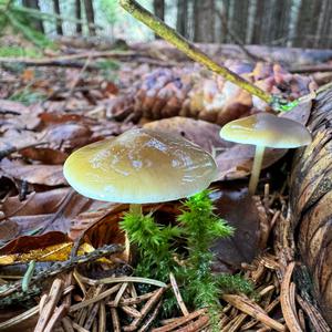 Spruce-cone Toadstool