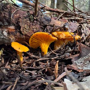 Chanterelle, Common