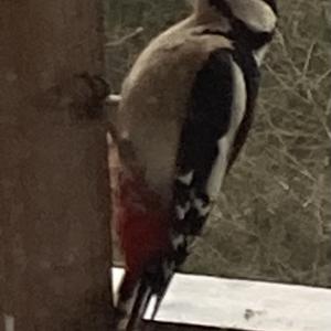 Great Spotted Woodpecker