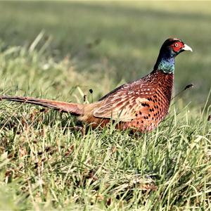 Common Pheasant