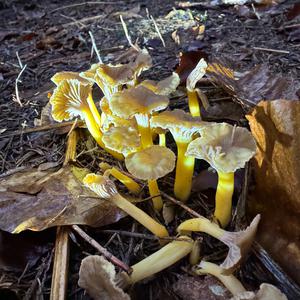 Trumpet Chanterelle