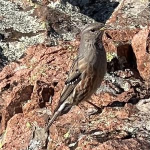 Alpine Accentor