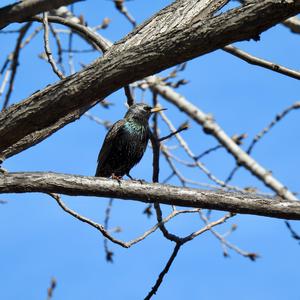 Common Starling