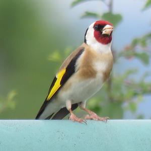 European Goldfinch