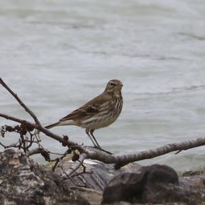 Water Pipit