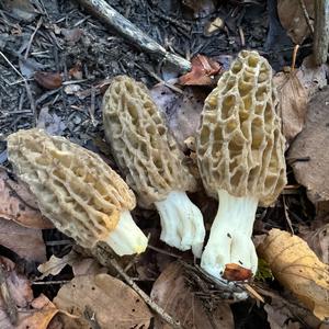 Black Morel