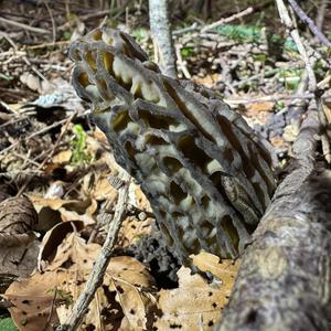 Black Morel