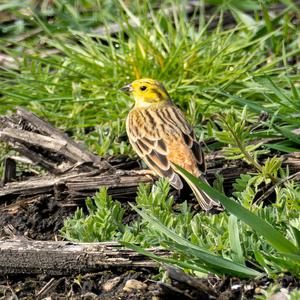 Yellowhammer