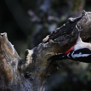 Great Spotted Woodpecker