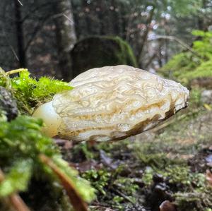 Black Morel