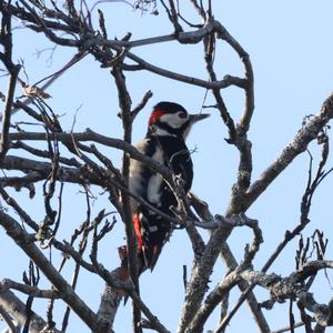 Great Spotted Woodpecker