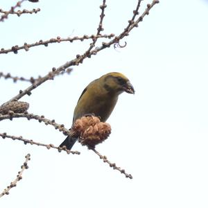 Red Crossbill