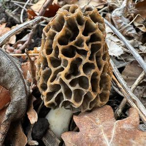 Yellow Morel