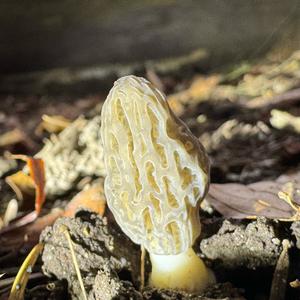 Black Morel