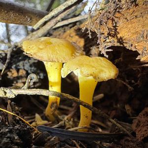 Trumpet Chanterelle