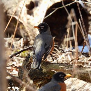 American Robin