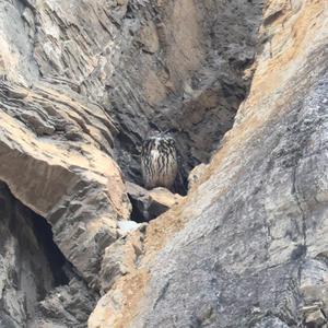 Eurasian Eagle-owl