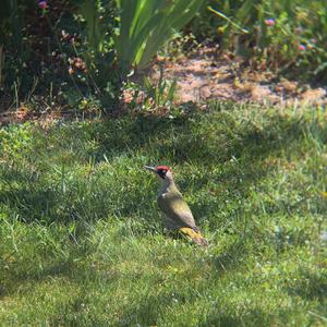 Eurasian Green Woodpecker