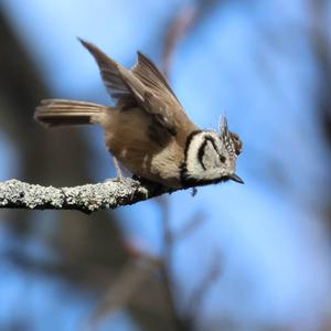 Crested Tit