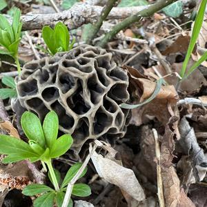 Yellow Morel