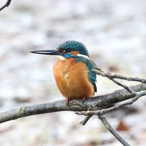 Common Kingfisher