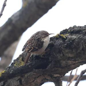 Eurasian Treecreeper