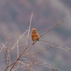 Red Crossbill