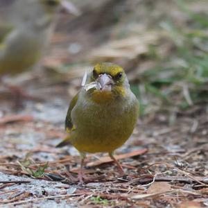 European Greenfinch