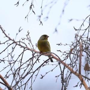 European Greenfinch