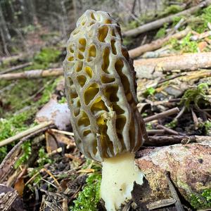 Black Morel