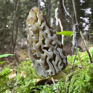 Black Morel