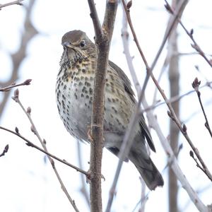 Song Thrush