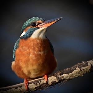 Common Kingfisher