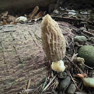 Black Morel