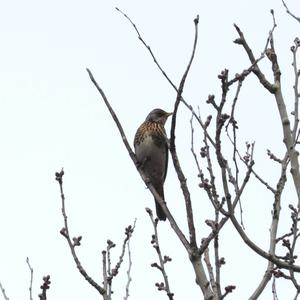 Fieldfare