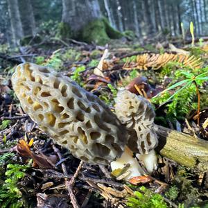 Black Morel