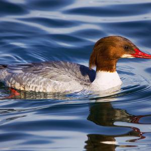 Common Merganser