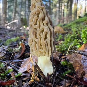 Black Morel