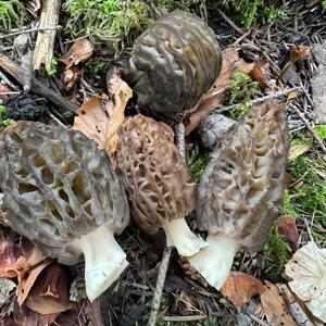 Black Morel