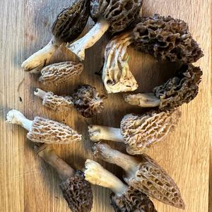 Black Morel