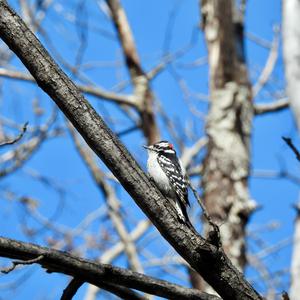 Downy Woodpecker