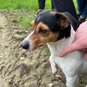 Jack Russell Terrier