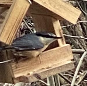 Wood Nuthatch