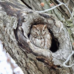 Eastern Screech-owl