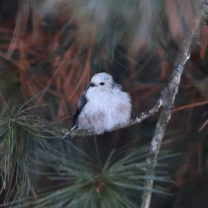 Long-tailed Tit