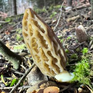 Black Morel