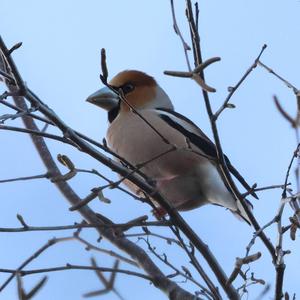 Hawfinch