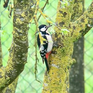 Great Spotted Woodpecker