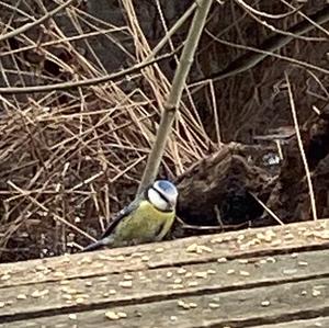 Blue Tit